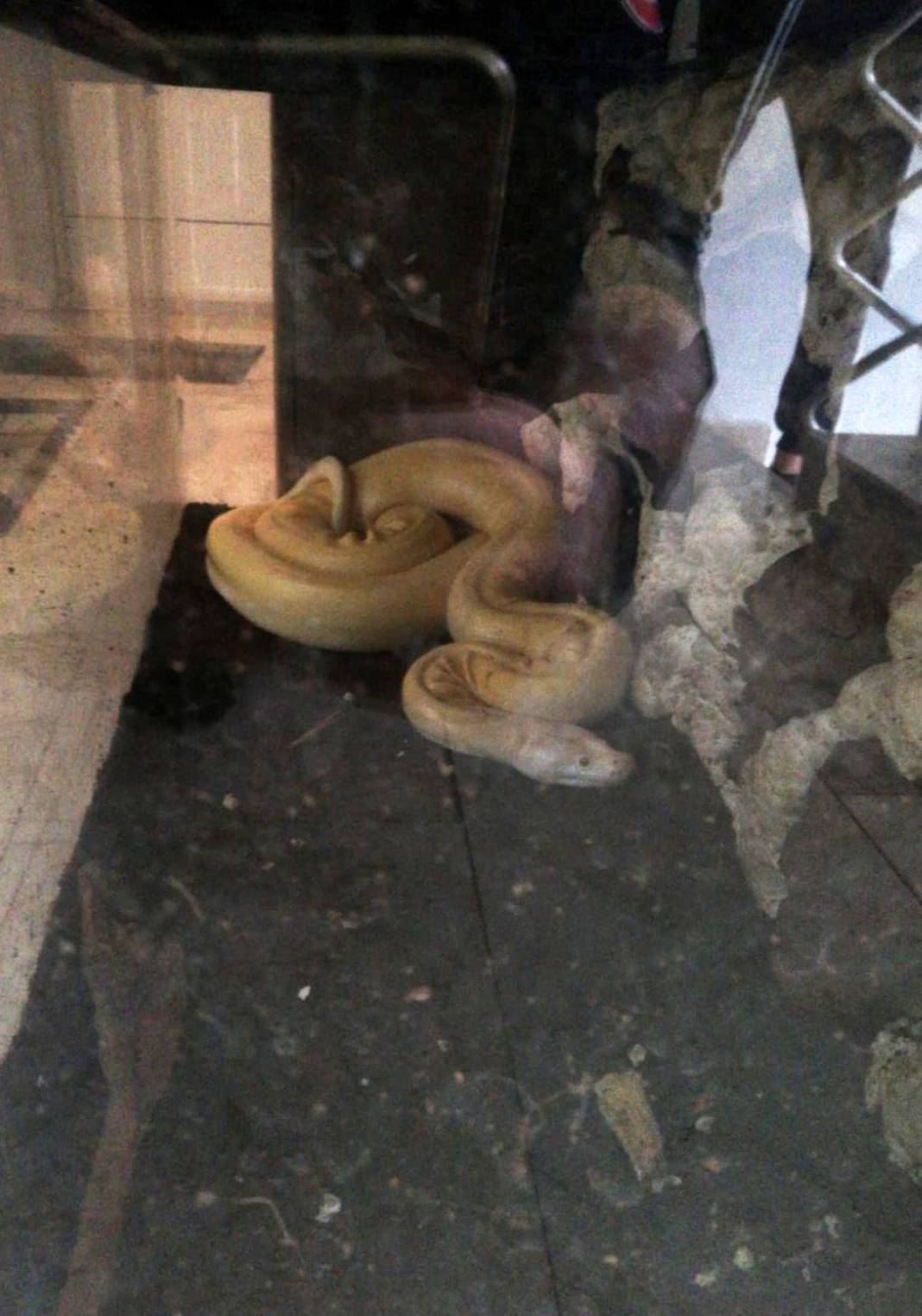 'Sanırım beni yeme hayali kuruyor' paylaşımı sonrası genç kadından şok haber! Eve giren yetkililer küçük dilini yuttu 3